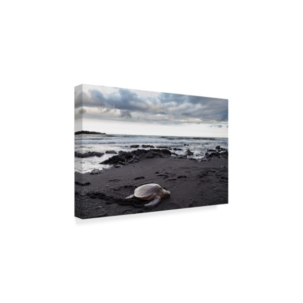 Chris Moyer 'Black Sand Honu' Canvas Art,16x24